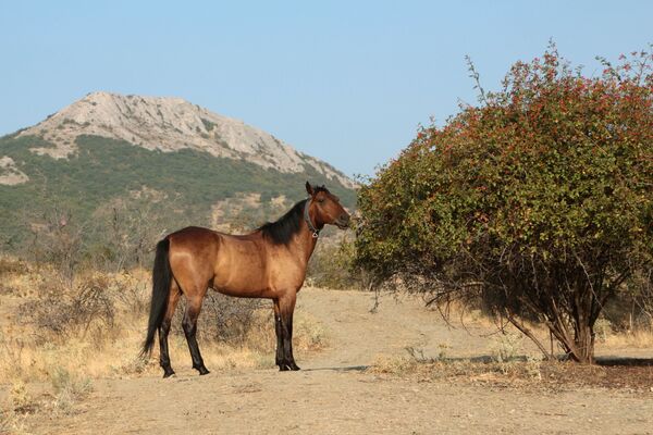 حصان يُرعى بالقرب من محمية جبل كارا داغ في شبه جزيرة القرم - سبوتنيك عربي