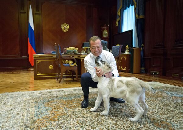 رئيس الوزراء الروسي ديميتري مدفيديف يلاعب جروا صغيرا اسمه آيك، وهباه إياه رئيس تركمانستان في مقر غوركي - سبوتنيك عربي