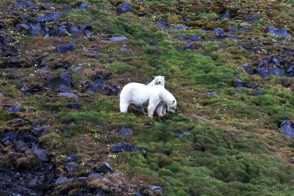 أنثى الدب القطبي مع شبل الدب في جزيرة هوكر في أرخبيل أرض فرانس جوزيف، في بحر بارنتس في منطقة القطب الشمالي حيث تابع حملة تنظيف الأرخبيل - سبوتنيك عربي