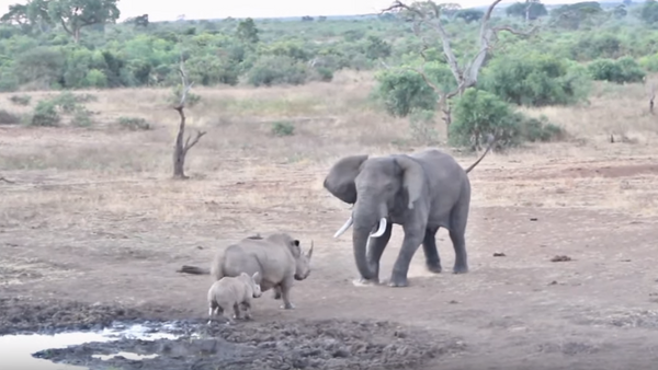 فيل يهجم على وحيد القرن - سبوتنيك عربي