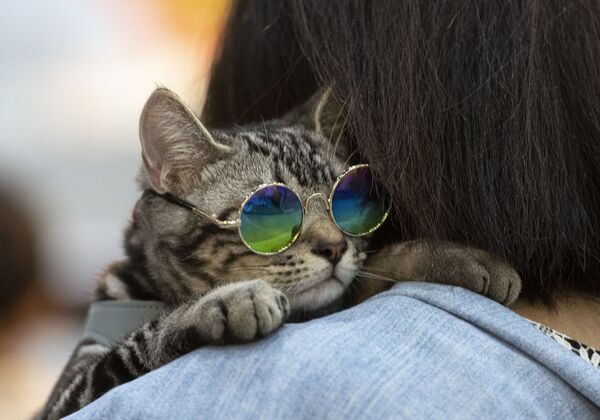 قط يلبس نظارات على كتف صاحبه ي معرض بيت إكسبو تشامبيونشيب (Pet Expo Championship) في بانكوك، 30 أغسطس 2019 - سبوتنيك عربي