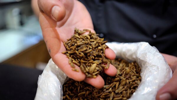 يرقات حشرات مستخدمة في مطعم جنوب أفريقيا - سبوتنيك عربي