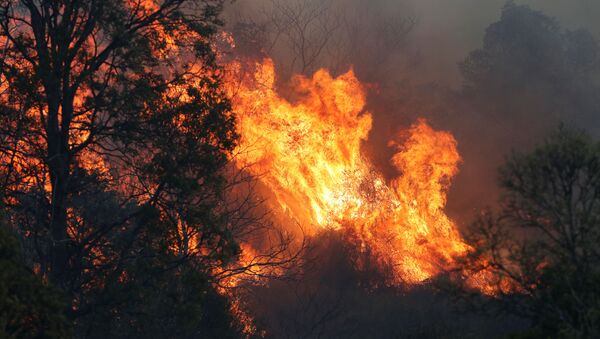 حرائق غابات في أستراليا - سبوتنيك عربي