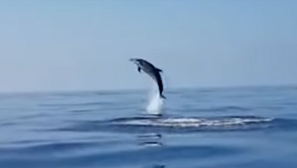 دلفين يقفز فرحا - سبوتنيك عربي