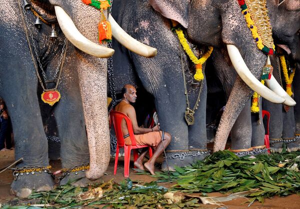 رجل يجلس بين الأفيال في مهرجان الحصاد أونام في الهند، 11 سبتمبر 2019 - سبوتنيك عربي