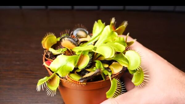 بالفيديو..كيف يلتهم النبات اللاحم فرائسه من الحشرات  - سبوتنيك عربي