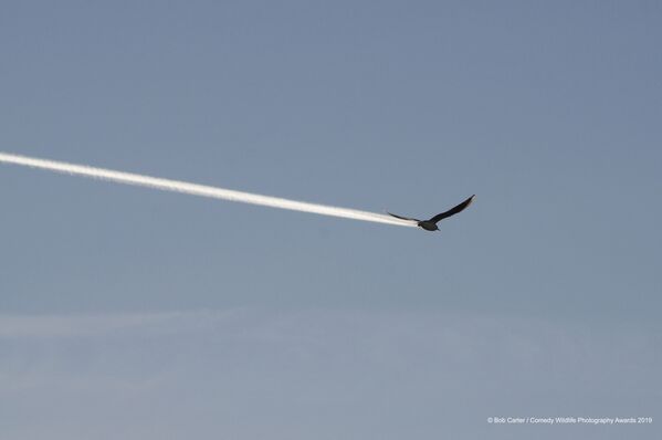 صورة بعنوان أهذا طائر، أم طائرة؟ للمصور البريطاني بوب كارتر - سبوتنيك عربي