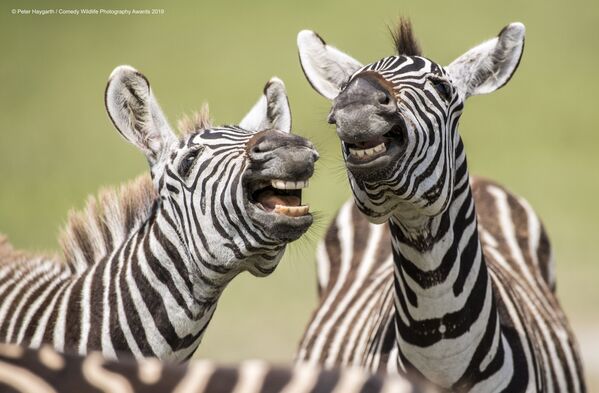  حماران وحشيان يلهوان ويبدو أنهما يضحكان للكاميرا. الحيوان: حمار وحشي. موقع التصوير: منطقة نجورونجورو المحمية، تنزانيا - سبوتنيك عربي