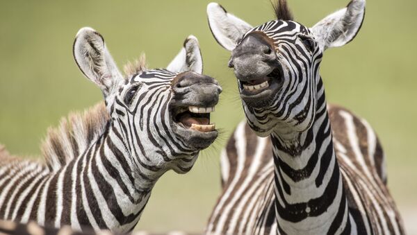  حماران وحشيان يلهوان ويبدو أنهما يضحكان للكاميرا. الحيوان: حمار وحشي. موقع التصوير: منطقة نجورونجورو المحمية، تنزانيا - سبوتنيك عربي