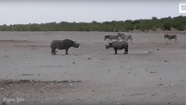 تحدي قاتل بين ذكور وحيد القرن النادرة - سبوتنيك عربي