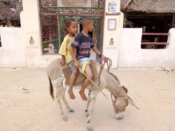 أطفال يركبون حمارا في لامو - سبوتنيك عربي