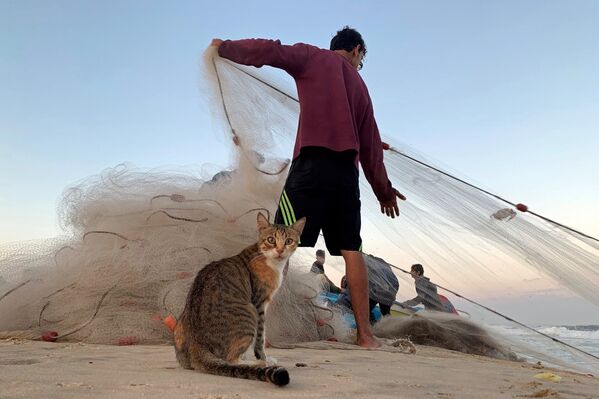 قط على خلفية صياد فلسطيني يجر شبكة الصيد على شاطئ بحر غزة، شمال طاع غزة 23 سبتمبر 2019 - سبوتنيك عربي
