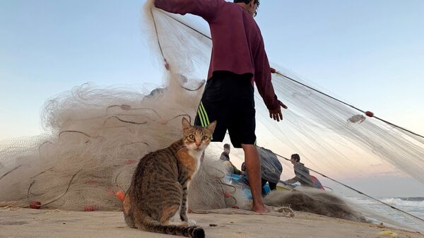 قط على خلفية صياد فلسطيني يجر شبكة الصيد على شاطئ بحر غزة، شمال طاع غزة 23 سبتمبر 2019 - سبوتنيك عربي