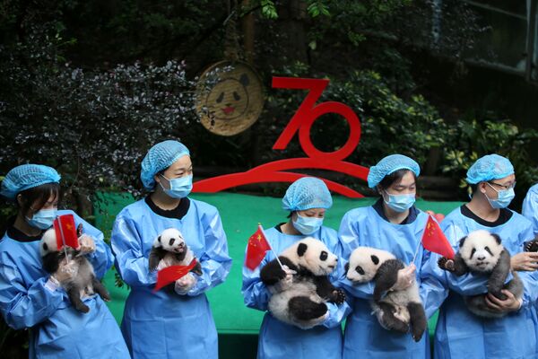 موظفو حديقة الحيوان يحملون صغار الباندا من مواليد 2019 أثناء احتفال بالذكرى الـ70 بمناسبة تأسيس جمهورية الصين الشعبية، 24 سبتمبر 2019 - سبوتنيك عربي