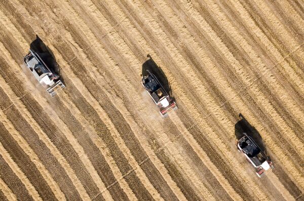 حصاد الرز على حقول ناتسيونال في منطقة كراسنودارسكي كراي الروسية - سبوتنيك عربي