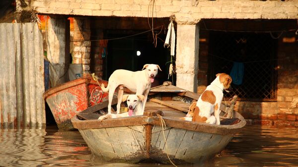 كلاب في قارب بالقرب من منزل غمرته المياه نتيجة الفياضان الناجم عن ارتفاع منسوب نهر يامونا في الله آباد، 21 سبتمبر 2019 - سبوتنيك عربي