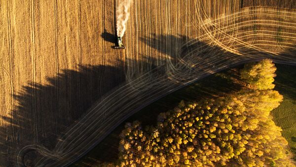 حصاد القمح في حقول مزرعة بوسيفنينسكايا في منطقة نوفوسيبيرسك الروسية - سبوتنيك عربي