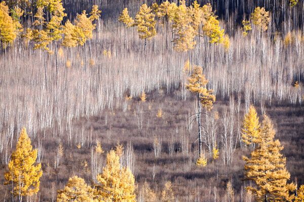 ألوان الخريف في غابات إقليم زابايكاليه الروسي - سبوتنيك عربي