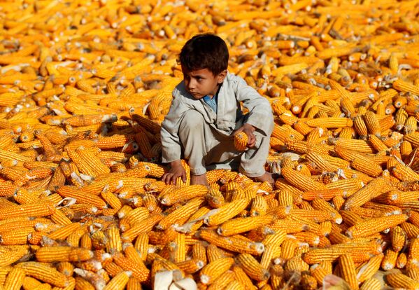 طفل أفغاني يجلس على مجموعة من الذرة في محافظة نانغارهاري، أفغانستان 15 أكتوبر 2019 - سبوتنيك عربي