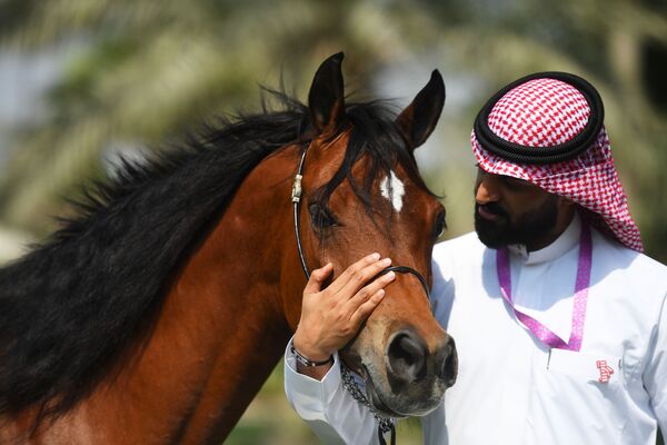 الحصان العربي في مزرعة خاصة لتربية الخيول في مدينة الظهران بالمملكة العربية السعودية - سبوتنيك عربي