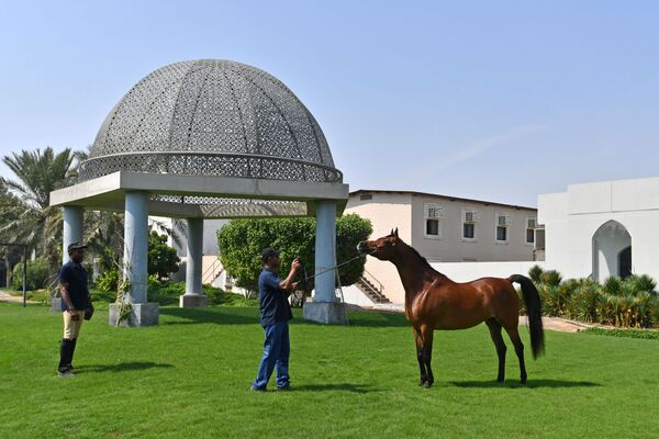 موظفو المزرعة مع الخيول في مدينة الظهران بالمملكة العربية السعودية - سبوتنيك عربي