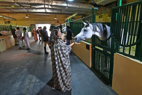 زائرة تطعم الحصان العربي في مزرعة خاصة لتربية الخيول في مدينة الظهران بالمملكة العربية السعودية - سبوتنيك عربي