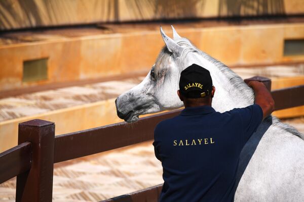 مزرعة تربية الخيول الخاصة بالمملكة العربية السعودية - سبوتنيك عربي