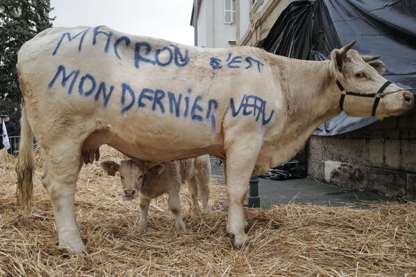 مزارع يكتب على بقرة ماكرون، هذا ندائي الأخير!، في إطار احتجاجات في فيسول، شرق فرنسا 22 أكتوبر 2019 - سبوتنيك عربي