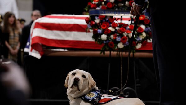 كلب الرئيس الأمريكي الراحل بوش الأب خلال جناوته - سبوتنيك عربي
