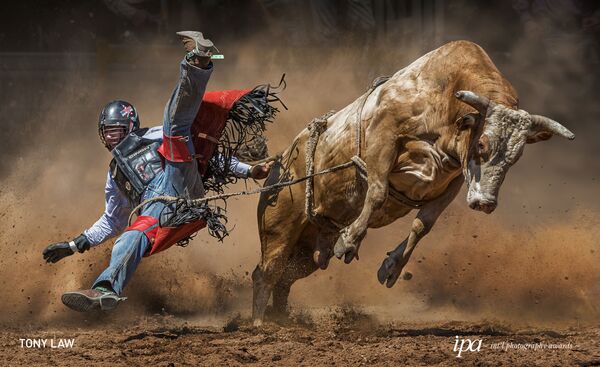صورة بعنوان البقرة الغاضبة (Mad Cow)، للمصور توني لو، الفاز في فئة المصور الرياضي لهذا العام بين جوائز غير المحترفين ضمن المسابقة الدولية للتصوير لعام 2019 - سبوتنيك عربي