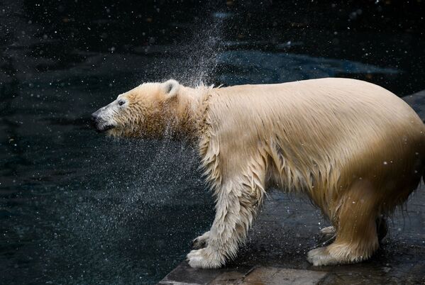 دب قطبي في حديقة حيوانات نوفوسيبيرسك خلال عطلة يوم اليقطين - سبوتنيك عربي