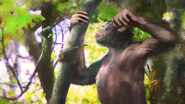 إعادة بناء رجل من فصيلة القرد المنقرضة Danuvius guggenmosi التي عاشت قبل حوالي 12 مليون عام في جنوب ألمانيا - سبوتنيك عربي