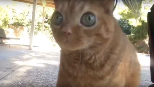 قطة عجيبة ذات عيون جاحظة تجذب آلاف المتابعين - سبوتنيك عربي