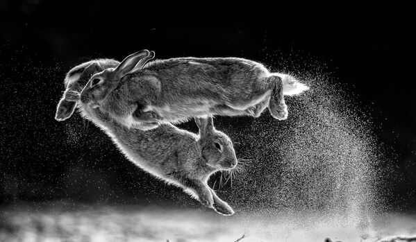 صورة بعنوان اقفز، المصور المجري سكابا داروتسزي، الحائز على جائزة مصور الطبيعة لعام 2019 - سبوتنيك عربي