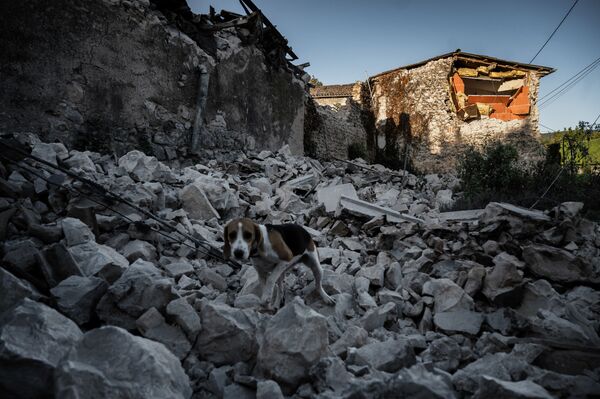 كلب على أنقاض منزل بعد زلزال وقع في حي روفيير في لو تيل في جنوب شرق فرنسا، 12 نوفمبر 2019 - سبوتنيك عربي