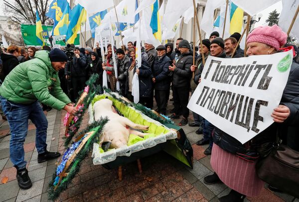 خنزير ميت في كفن خلال احتجاجت موظفي الزراعة وأصحاب الأملاك في كييف، أوكرانيا  13 نوفمبر 2019 - سبوتنيك عربي