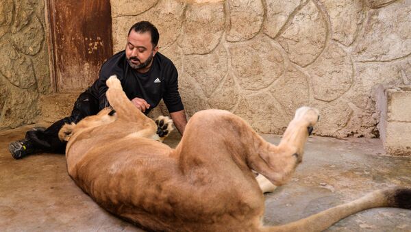 شاب سوري يحيل منزله حديقة لأندر الحيوانات المفترسة في العالم - سبوتنيك عربي