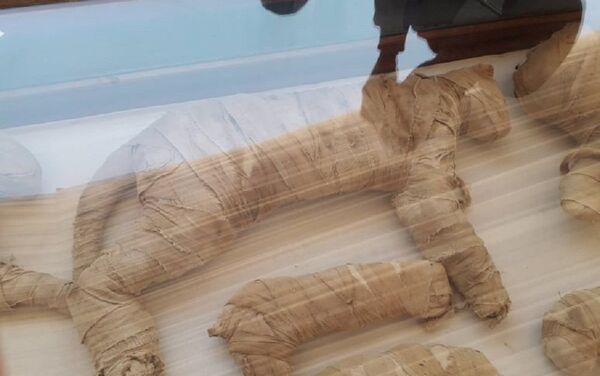 مومياوات فرعونية لحيوانات مقدسة عثر عليها في سقارة - سبوتنيك عربي