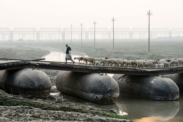 راعي أغنام يقود قطيع من الأغنام عبر جسر صغير في الله آباد، الهند 26 نوفمبر 2019 - سبوتنيك عربي
