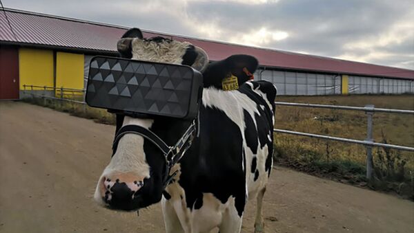 نظارات الواقع الافتراضي خاصة للأبقار - سبوتنيك عربي
