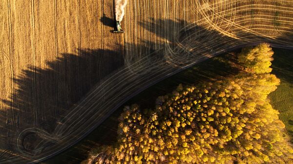 حصاد الحبوب في حقول بوسيفنينسكايا بحي تشيريبانوفسكي في منطقة نوفوسيبيرسك الروسية - سبوتنيك عربي