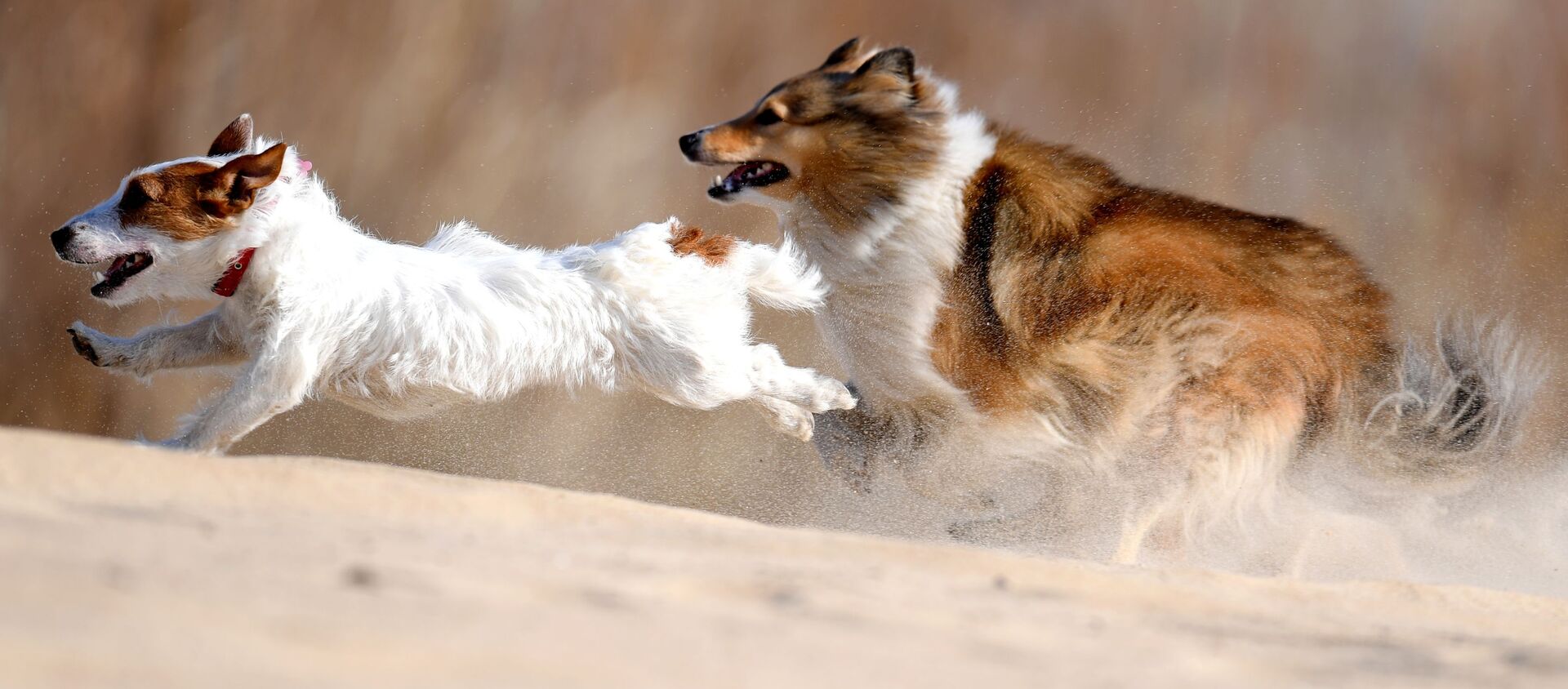 كلب جاك راسل تيرير وكلب شيلتي أثناء تدريبات الكلاب في قازان الروسية، 4 أبريل 2019 - سبوتنيك عربي, 1920, 27.09.2021