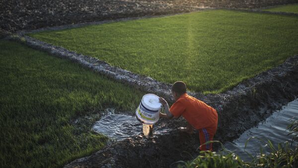 زراعة الأرز في الدلتا المصرية - سبوتنيك عربي