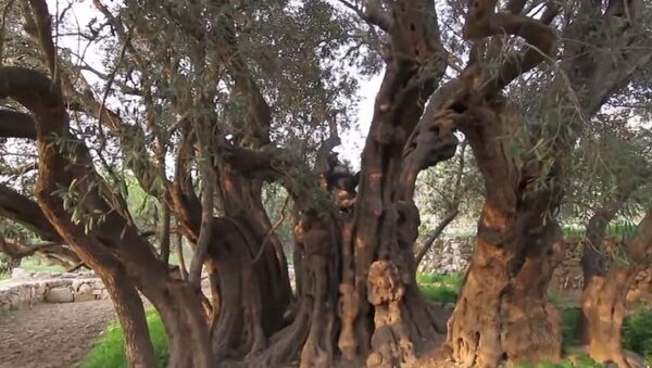 أقدم شجرة زيتون في العالم - سبوتنيك عربي
