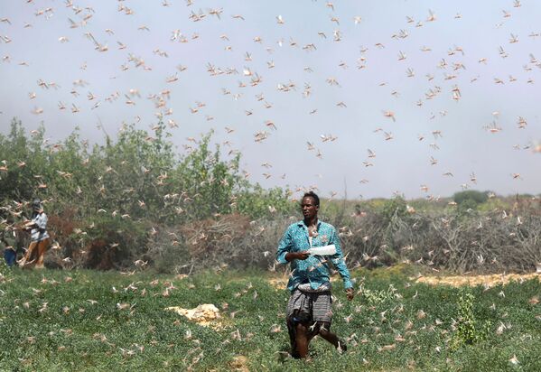 مزارع صومالي أثناء غزو الجراد بالقرب من بلدة دوسمارب، 21 ديسمبر 2019 - سبوتنيك عربي