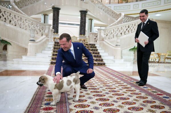 رئيس الوزراء الروسي ديمتري ميدفيديف مع جرو ألابي الذي أهداه إياه رئيس تركمانستان 31 مايو 2019 - سبوتنيك عربي