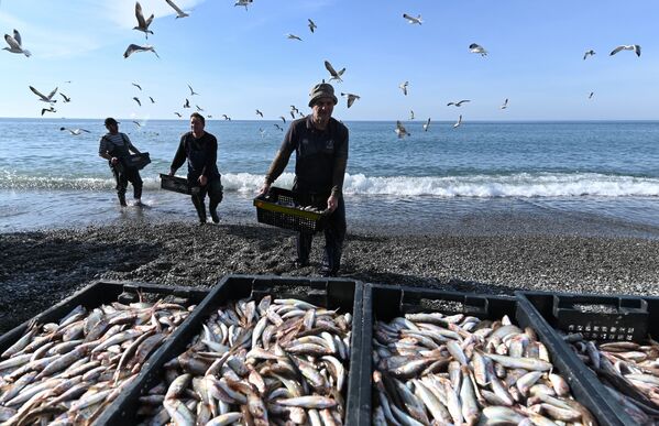 صيادون يفرغون صناديق الأسماك التي اصطادوها في البحر الأسود، روسيا  - سبوتنيك عربي