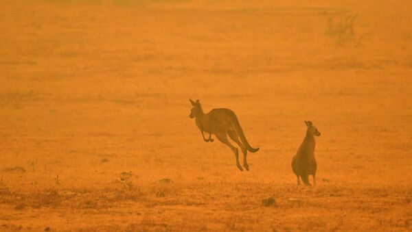 حيوانات الكنغر تقفز بعيدا عن موقع نشوب الحرائق في أستراليا، 4 يناير 2020 - سبوتنيك عربي