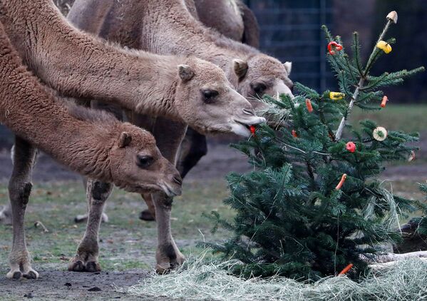 حديقة تيربارك للحيوانات تطعم الجمال بأغصان من أشجار عيد الميلاد المتبقية في برلين، ألمانيا 3 يناير 2020 - سبوتنيك عربي