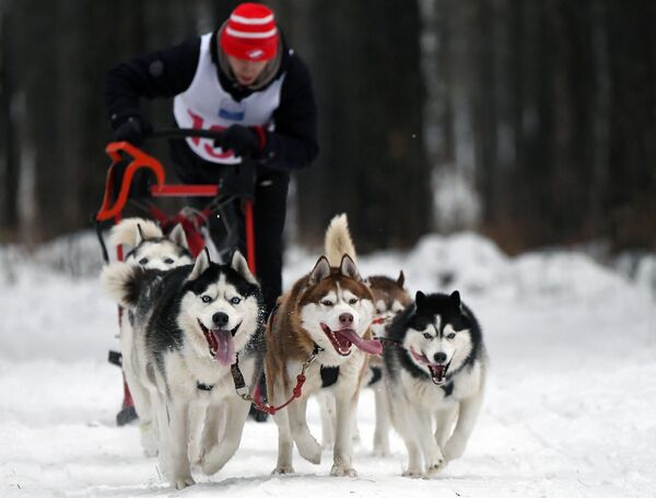 سباق على زلاجات الكلاب غونكا سنيغوفيكوف 2020 في إقليم كراسنويارسك الروسي، 5 يناير 2020 - سبوتنيك عربي